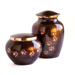 Odisea Cobre Tornasol